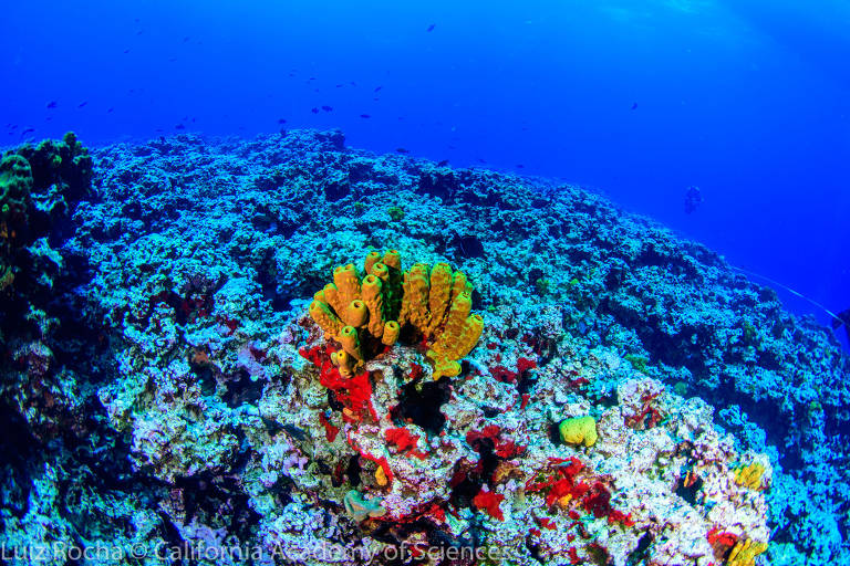 Esponja em um dos montes na cadeia de colinas coralinas descoberta na costa do Espírito Santo, próximo à ilha de Trindade