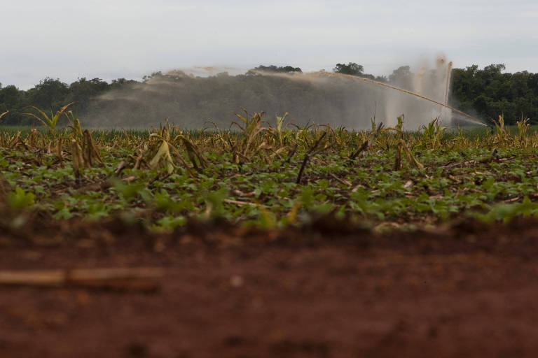 Segurança alimentar e segurança mineral são interdependentes