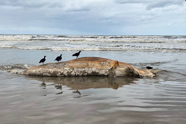Baleia morta encalhada na areia com pássaros ao lado; ao fundo se vê o mar
