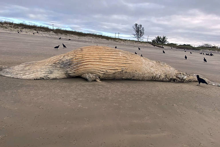 Corpo de baleia na areia da praia com alguns pássaros próximos