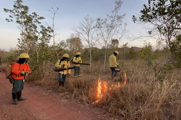 Uso criterioso do fogo no cerrado pode ajudar a prevenir grandes incêndios; entenda