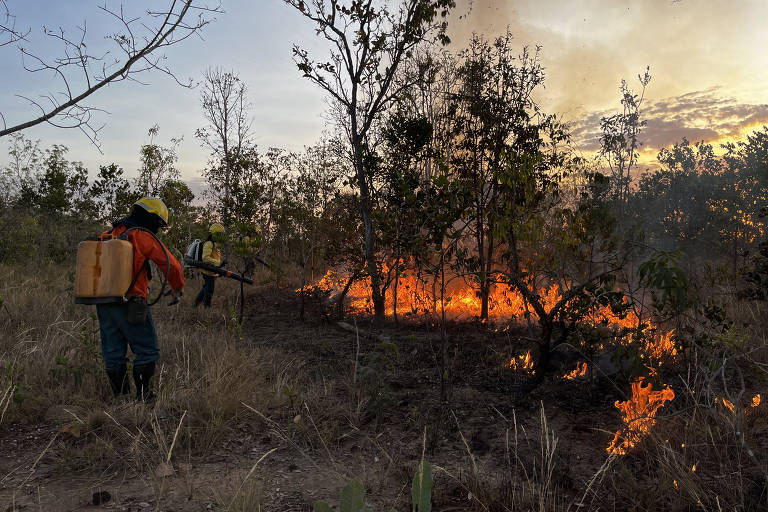 No cerrado, manejo de fogo é usado na prevenção de grandes incêndios