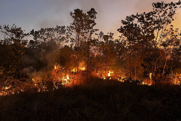 Linha de fogo em vegetação