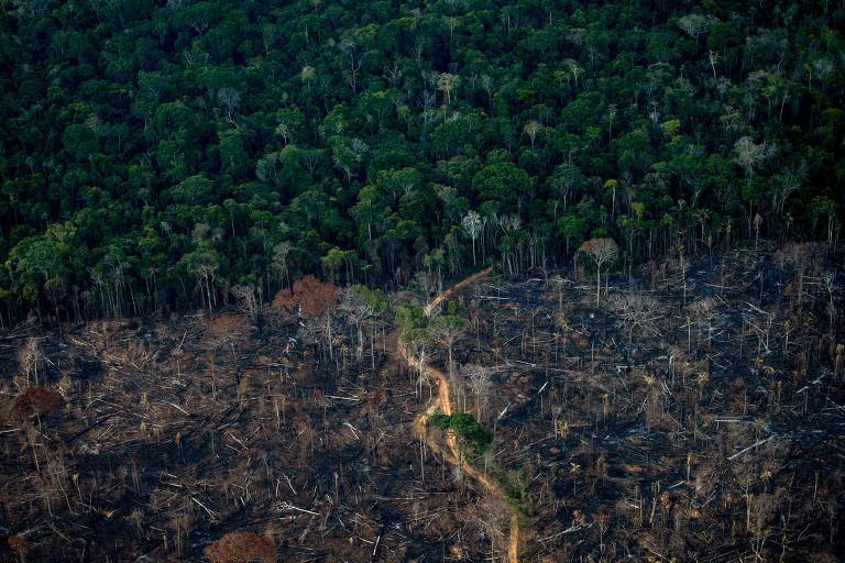 Desmatamento da amazônia é mais impactado por consumo do Brasil que por exportações