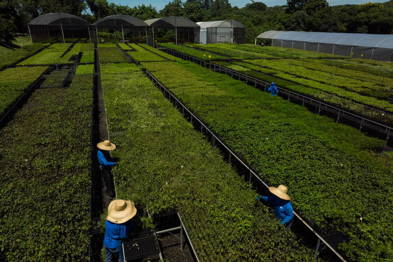 Viveiro de mudas da re.green, empresa de restauração de florestas que mira mercado de créditos de carbono, em Piracicaba (SP)
