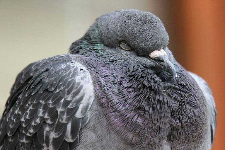 Pombo de olhos fechados
