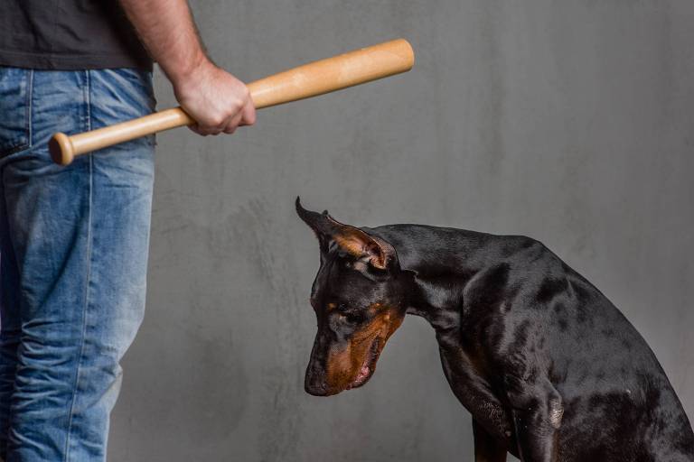 Teoria do elo: entenda ciclo de agressão que atinge animais, mulheres e crianças