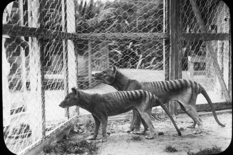 Dois exemplares de tigres-da-tasmânia fotografados no zoológico Beaumaris, em Hobart, Austrália, em 1918, antes da extinção da espécie