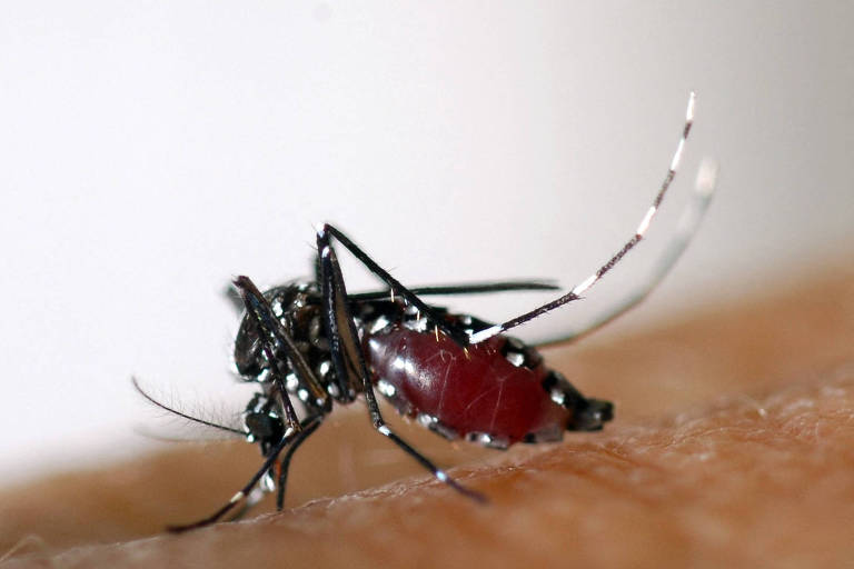 Aedes albopictus (tigre asiático) apareceu na França, em 2004