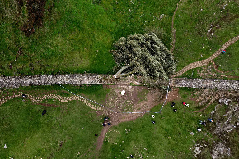 Vista aérea do sicômoro derrubado no norte da Inglaterra