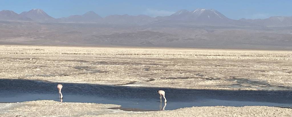 Os flamingos nas lagunas altiplânicas