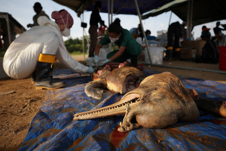 Mais de cem botos morrem no lago Tefé, no Amazonas