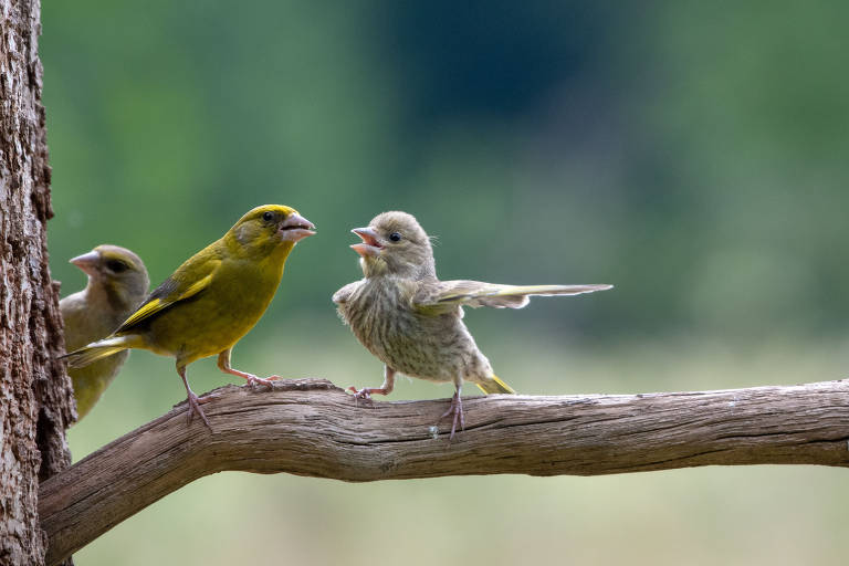 Conheça os finalistas do Comedy Wildlife Photo Awards 2023