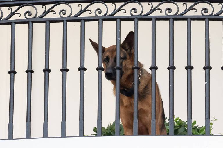 Cachorro de Biden deixa Casa Branca após série de mordidas em funcionários e agentes