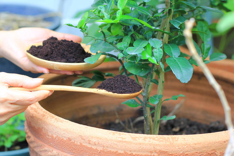 Pode adubar planta com borra de café e casca de ovo? Veja dicas