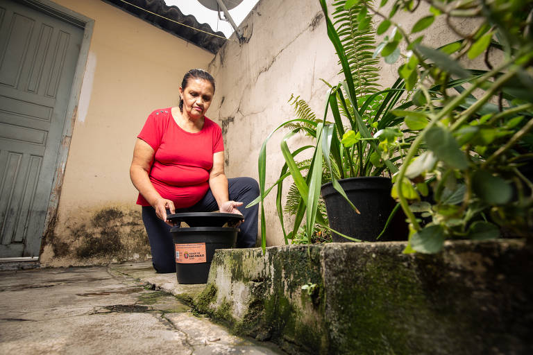 Como funciona a armadilha contra o Aedes aegypti em São Paulo