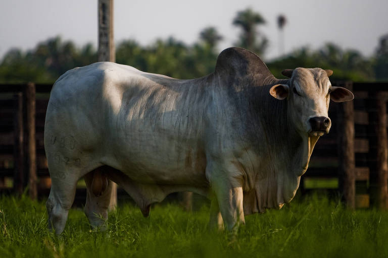 Imagem mostra touro de coloração branca e cinza em uma fazenda. Há grama embaixo do animal e uma cerca de madeira ao fundo