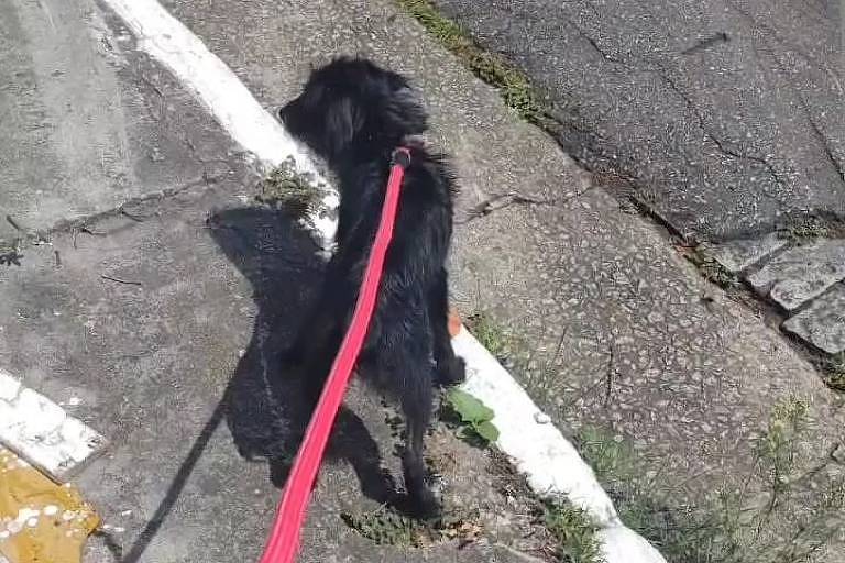 Billy é um cachorro de pelos pretos e porte pequeno