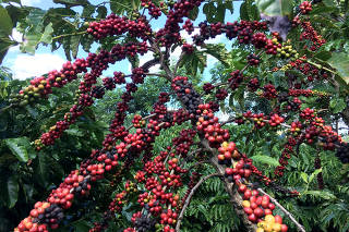 FILE PHOTO: The robusta coffee fruits are seen in Sao Gabriel da Palha