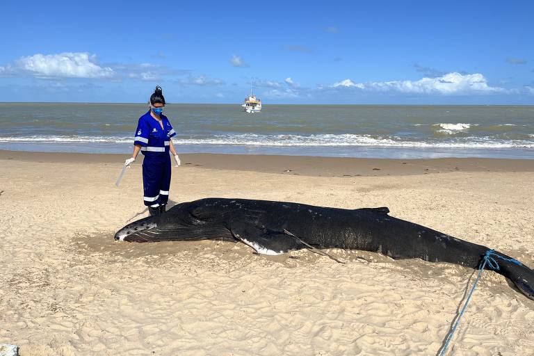 Bióloga coleta cérebros de baleias que morrem encalhadas em litoral da Bahia para pesquisa científica