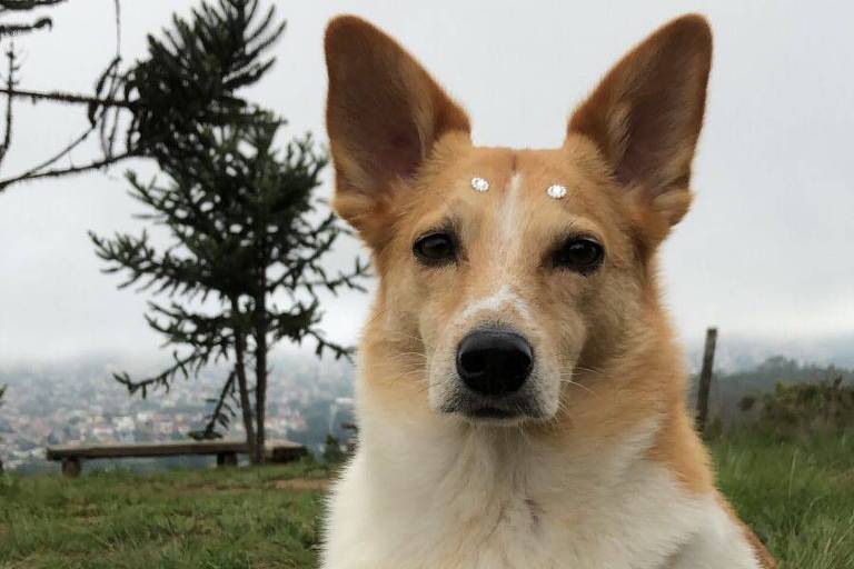 Conheça tour em Campos do Jordão que é guiado por cachorrinha