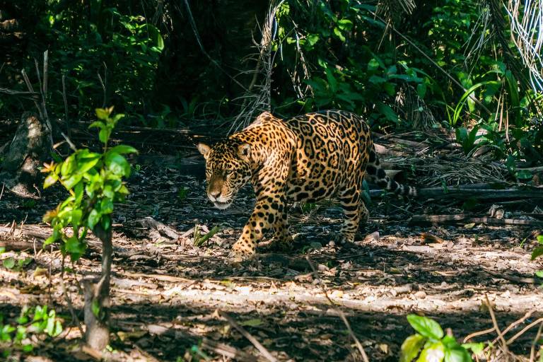 Onça avistada em passeio do Pantanal Jungle Lodge, hotel em Mato Grosso do Sul cujas diárias incluem interação com o Pantanal