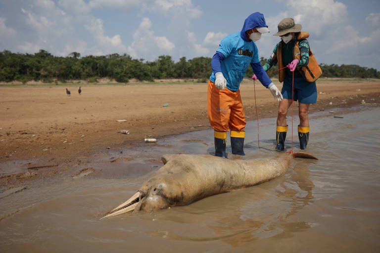 Mais botos morrem em novo local ao longo do rio Amazonas por seca recorde