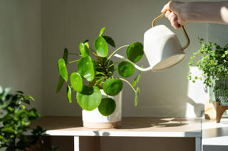 Girl watering potted Pilea houseplant on table at home using metal watering can, taking care