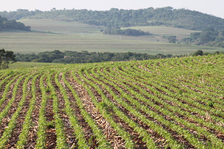 Plantação de soja no norte do Paraná
