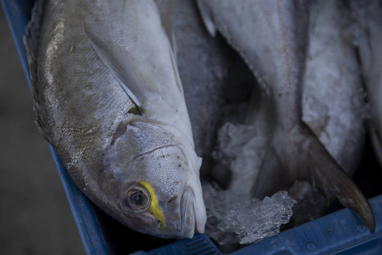 Peixe no Mercado de Peixe de Macaé (RJ). Impacto da atividade do pré-sal leva a escassez de pescado na região