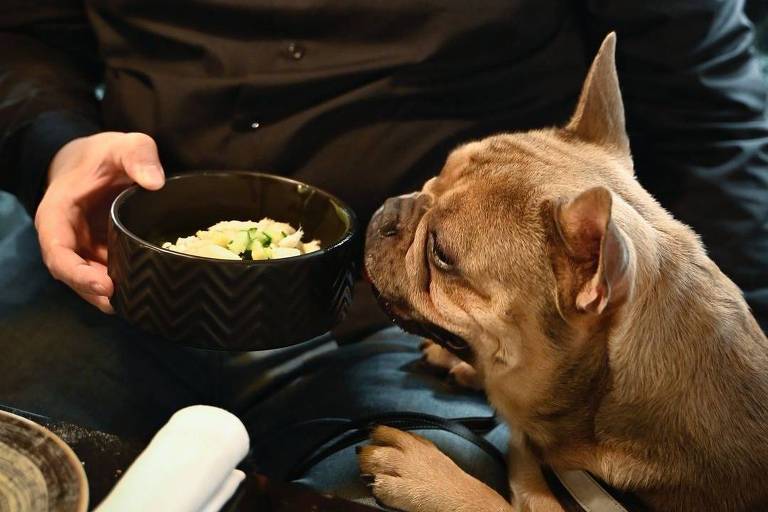 Restaurante italiano é focado em cães e donos