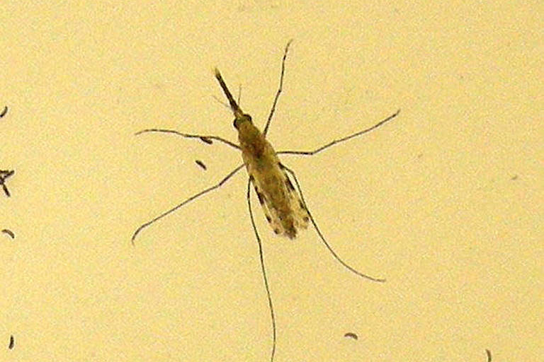 A malária é transmitida pelo mosquito do gênero Anopheles 