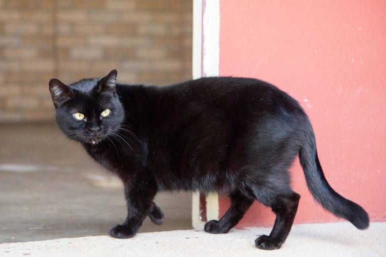 Animais com pelagem escura aguardam mais tempo por adoção 