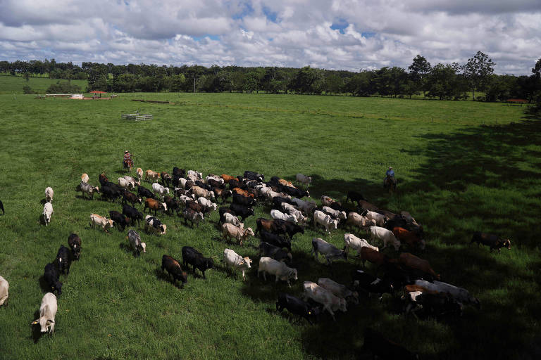 Recordes de abate no Brasil fazem do país líder mundial da carne, mostram dados do IBGE