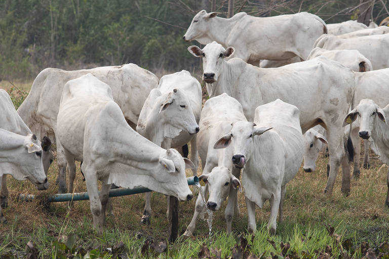 Pecuaristas são vítimas de golpe e perdem gado de elite no Tocantins