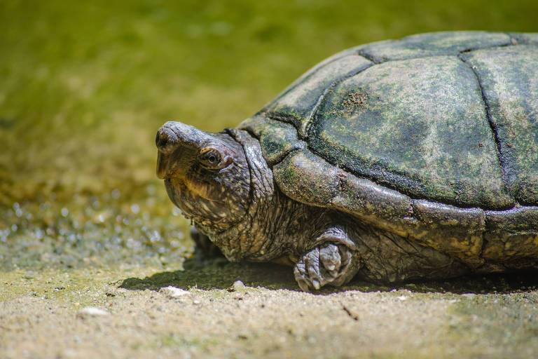 Muçuã, tartagura da Amazônia