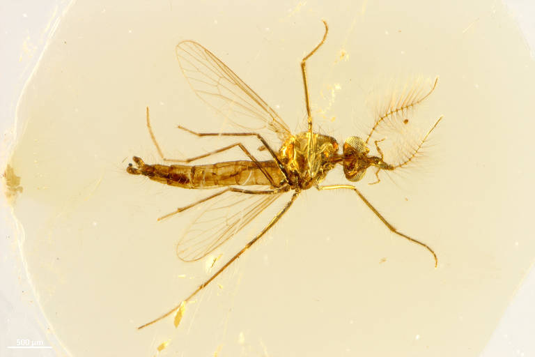 Mosquitos machos já foram sugadores de sangue, sugere estudo