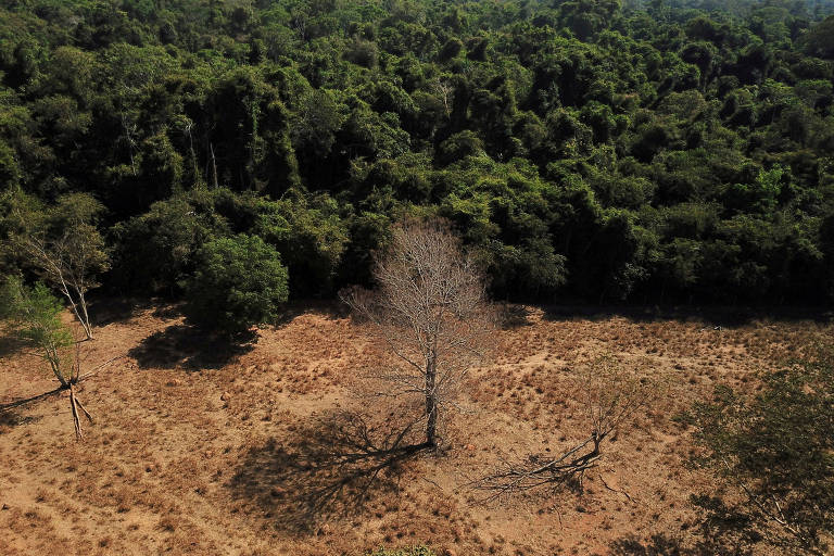 Desmatamento em novembro cresce 238% no cerrado e cai 68% na amazônia