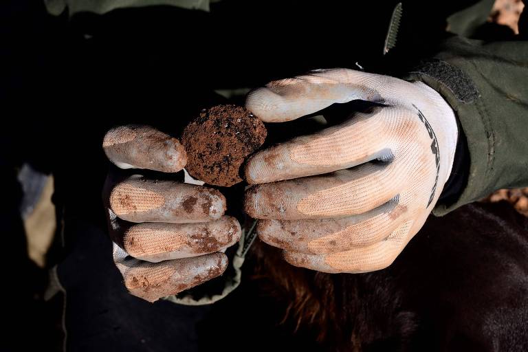 Ex-guarda florestal Jose Antonio Soriano segura uma trufa negra, recém-colhida por ele, com ajuda de seu cachorro Pista, na cidade de Sarrion, na Espanha. Imagem mostra em detalhe mãos vestidas em luvas brancas, manchadas pela terra