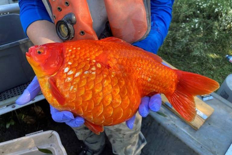 peixe dourado está apoiado nas duas palmas de uma pessoa que usa luvas na cor azul