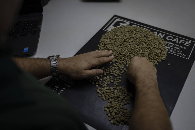 Grãos de café são selecionados em fazendas de Minas Gerais