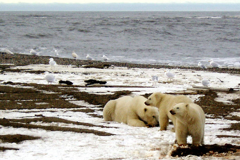 Primeiro caso letal de gripe aviária em ursos-polares é relatado no Alasca