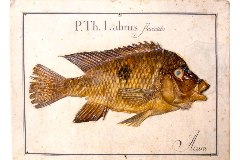 Pesquisa revela verdadeiro autor de herbário de peixes brasileiros do século 18