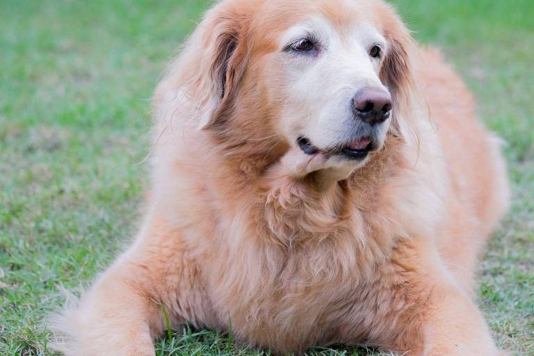 Golden retriever gorducha deitada na grama