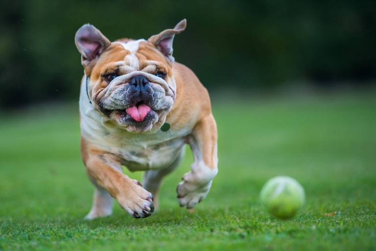 Buldogue correndo atrás de bolinha