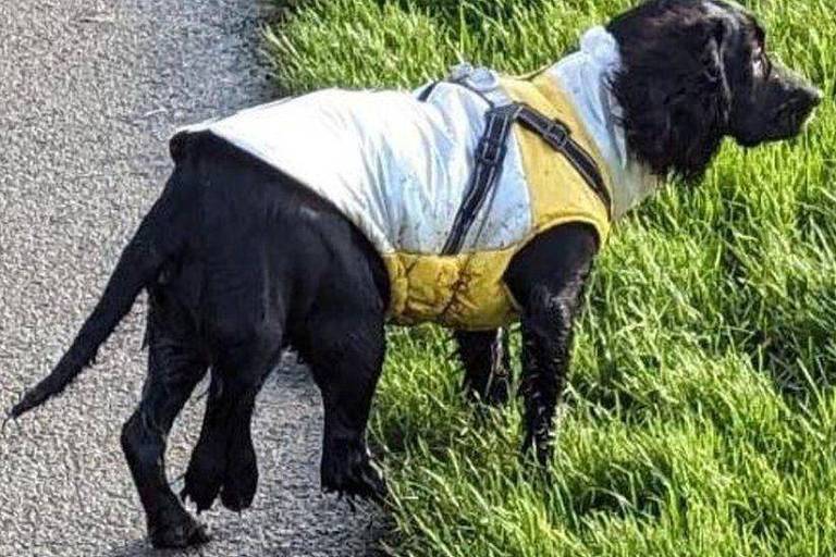 A cachorra de seis patas que causou comoção ao ser abandonada e recebeu onda de doações