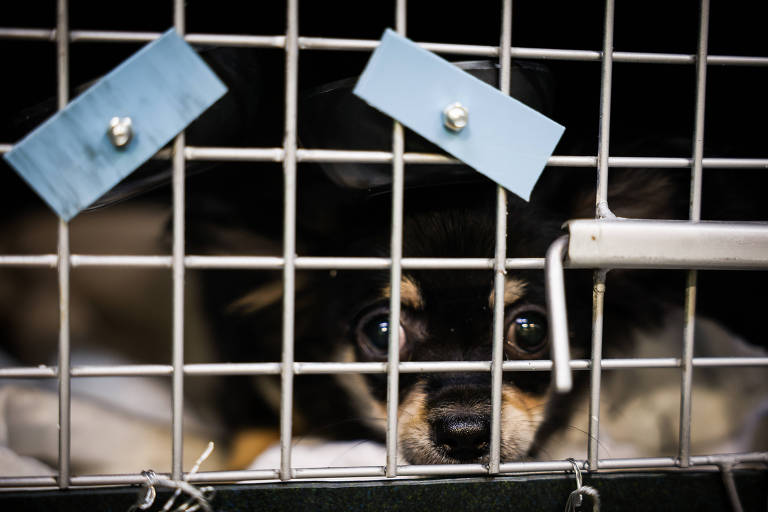 'Pets não são cargas', diz leitor sobre transporte de animais de estimação em voos