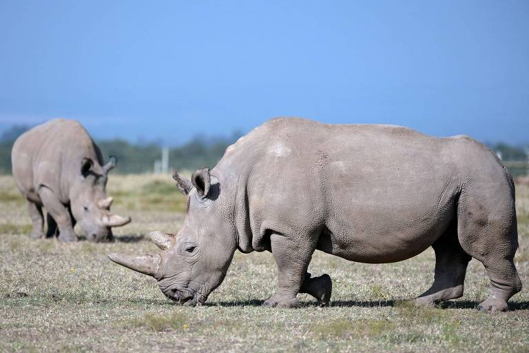 Fecundação in vitro pode salvar rinoceronte-branco de extinção