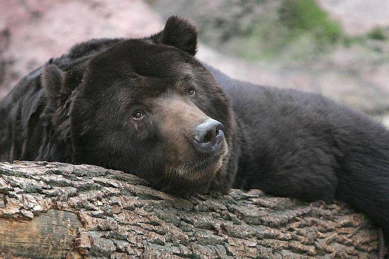 O curioso vínculo entre hibernação animal e envelhecimento, e o que podemos aprender com isso