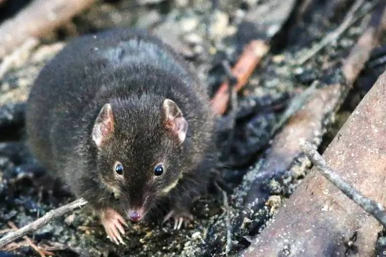 Pequeno marsupial em meio a vegetação